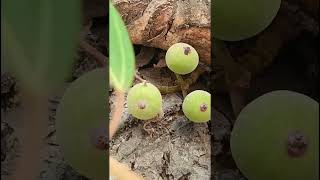 Ficus racemosa Moraceae family nature forestflower trending fruit natureforest floragarden [upl. by Rabkin993]