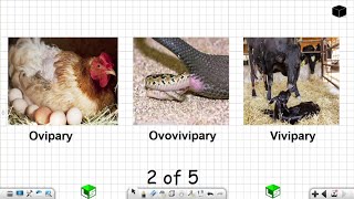 Life Sciences Grade 12 Ovipary Ovovivipary Vivipary Reproduction in Vertebrates Part 2 of 5 [upl. by Holland878]