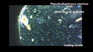 Zooplankton feeding copepod adults and larvae nauplii eating various phytoplankton [upl. by Buonomo]