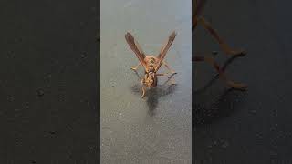 Wow Its not a waspand not a Praying Mantis like I thought Wasp mantidfly Hit the Like on this [upl. by Nnaoj]