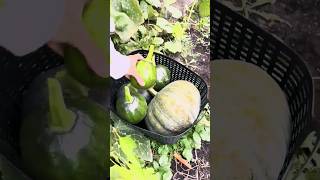 harvest squash from the garden shorts satisfying asmr [upl. by Marian]