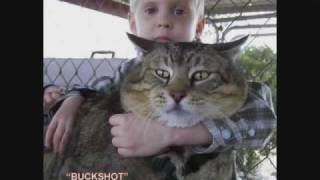 Pixie Bobcats for Sale  Bobcat Picture Gallery  Bobcat Legends [upl. by Asoj]