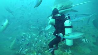 5 m TIGERSHARK almost bites divers head off in Fiji [upl. by Lona]