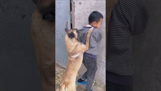 Hero dog saves son from danger shorts [upl. by Ajak]