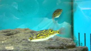 Tetraodon Biocellatus Figure Eight Puffer [upl. by Aveline]