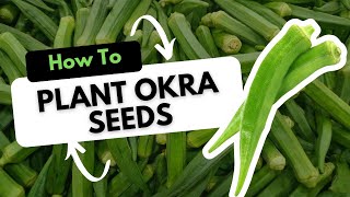 How to Plant Okra Seeds [upl. by Enilrae]