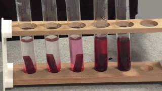 Membrane Permeability Beetroot Practical [upl. by Assirialc]