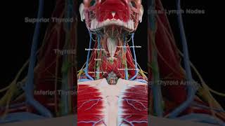 3d anatomy of the Thyroid Gland [upl. by Eerbua6]