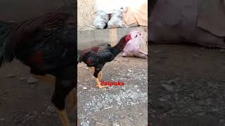 aseelmurga roosterandhen roostersandhens pets rooster birds roosters ayam petrooster [upl. by Nahgeam]