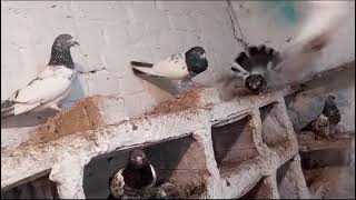 Mix Best breeding pigeons for sale0331 4957619 [upl. by Norri455]