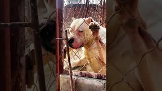 Very Aggressive Dogo Argentino dog [upl. by Sharp811]