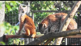 Canadian Lynx Family  Hamerton Zoo Park [upl. by Longawa]