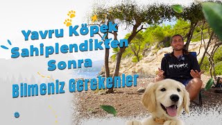 Yavru Köpek Sahiplendikten Sonra Yapmanız ve Bilmeniz Gerekenler  Yavru Köpek Tuvalet Eğitimi [upl. by Liahus206]