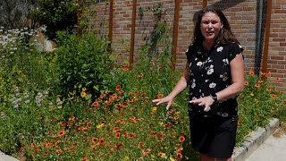 Get It Growing Mesa Gaillardia is an excellent pollinator plant [upl. by Ylek]