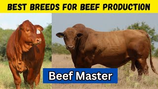 Beef Master The Best Breed For Meat Production [upl. by Bandler]