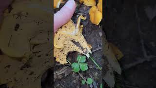 Smooth chanterelle Cantharellus lateritius southern Illinois [upl. by Enirehs]