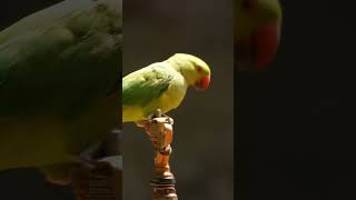 Parrot drinking water from shavor at Lions yard [upl. by Svend]