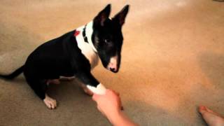 Miniature bull terrier puppy performing tricks [upl. by Jamel]