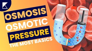 Osmosis and Osmotic Pressure Explained in less than 2 mins  Easy Science for Everyone Koncise [upl. by Nitniuq]