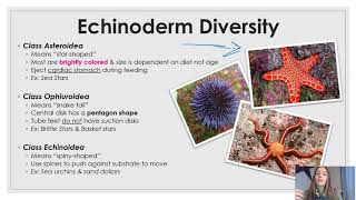 Phylum Echinodermata updated [upl. by Grissom]