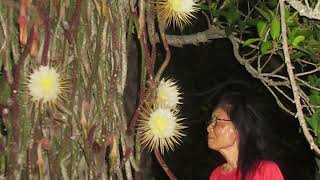 Hidden Secrets  The Night Blooming Cereus [upl. by Yma977]