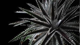 Dyckia Jaws [upl. by Tray]