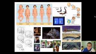 Evolution of Genes Part 3  Changes in Developmental amp Segmentation Genes [upl. by Nnaaras]