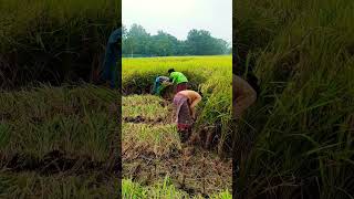 Peaceful Rice Harvest in Lush Countryside NatureVideo RiceHarvest FarmLife CountrysideScenery [upl. by Etam]