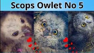 Beautiful Story of SCOPS OWLET No 5 The Youngest Strongest amp Cutest Little Owlie 🦉🥚🐣🐥 [upl. by Akirdna]