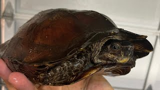 How to Deworm your Turtle Tortoise  Precautionary deworming Heosemys spinosa [upl. by Hazrit]