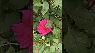 dahlia flowers youtube shorts [upl. by Refotsirhc119]