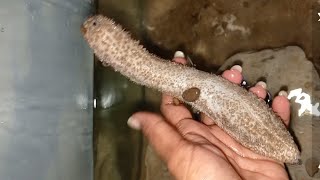 Spawning Trials Part 1  Sand Sea Cucumber [upl. by Milla]