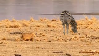 lioness attacking alone zebra in the seaside video [upl. by Susi]