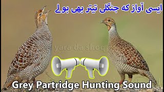 Grey Francolin Sound Hunting  Female Grey Francolin Sound  Teetar Shikar ki Awaz  Partridge Voice [upl. by Mei657]