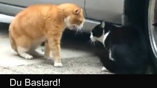 Sprechende Katzen  Talking Cats Official german subtitles [upl. by Iralam]