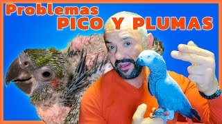 ⚠PROBLEMA PICO Y PLUMAS  🦜CONSULTA LOROS🦜 [upl. by Alejandrina]