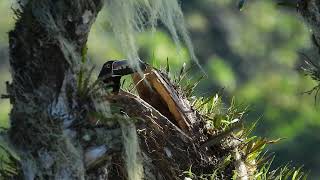 Aracari Tucancillo de collar [upl. by Waugh]