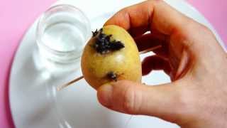 How to Grow a Baby Potato Properly [upl. by Enyak]