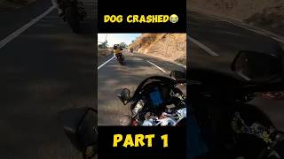 DOG LIVE CRASHED WITH BIKER😭PAIR TOOT GAYAmodified rr310 rider kawasaki zx6r monsterenergy [upl. by Fabiolas]