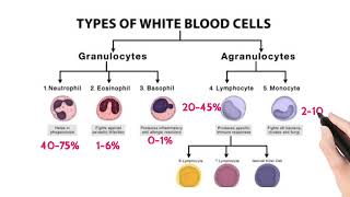 CBC  Complete Blood Count  Haemogram  Haemogram report [upl. by Darcia]