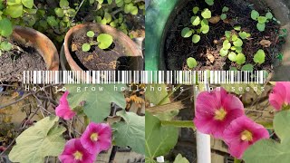 How To Collect and Save Hollyhock Seeds  How to Prune Hollyhocks [upl. by Euk258]