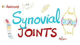 Synovial joints Diarthroses  Synovial fluid  Synovitis  Anatomy [upl. by Nancy]