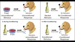 Condicionamiento Clásico y Operante [upl. by Ennaecarg]