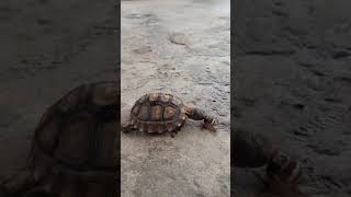 Turtle And Snail Have Exciting Race [upl. by Yajnas]