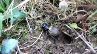 Field cricket Gryllus campestris singing to attract females near its burrow [upl. by Ferren294]