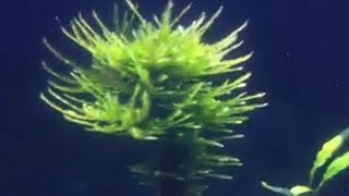 Spikey moss  aquarium moss [upl. by Lust]