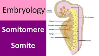 Difference between somitomere and somite [upl. by Hershel]