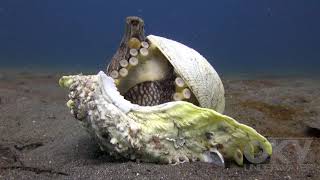 Coconut octopus using shells [upl. by Nadaba]