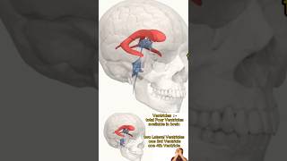 Ventricles in Brain 🧠 nursing [upl. by Ahsillek851]