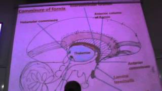 Dr Sherif Fahmy Neuro II 2 quot the fornix amp hippocampal comissure quot [upl. by Gaelan]